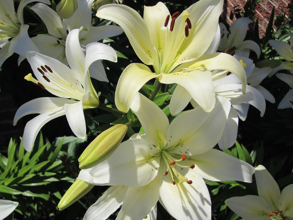White lilies Ali Eminov Flickr