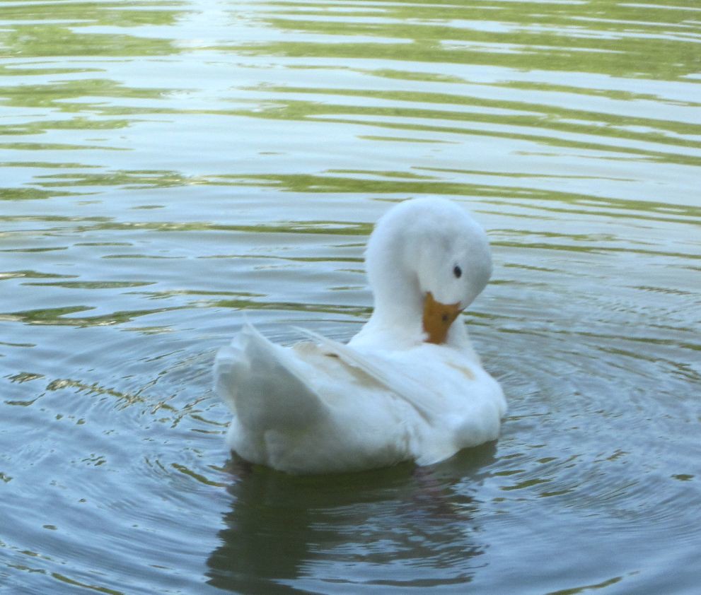 Duck Grooming Redd's Pond, Marblehead MA Matt Flickr