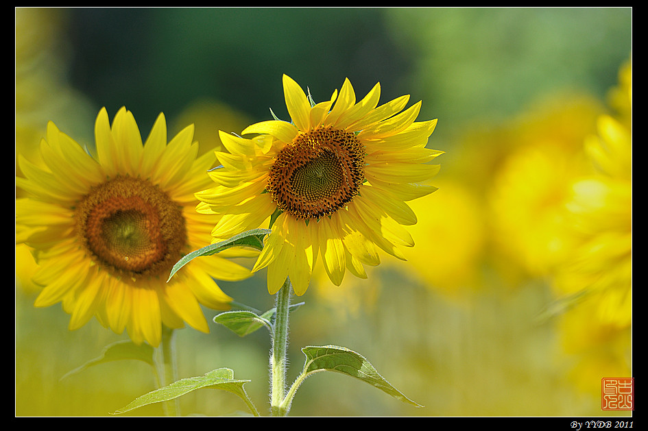 DSC_8880 Sunflowers at McKeeBeshers Wildlife Management A… Flickr