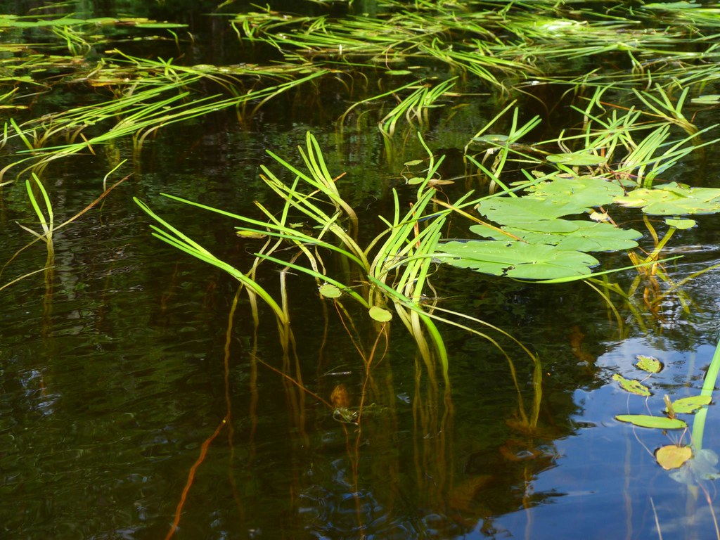 Big Pond Otis MA Rusty Clark 100K Photos Flickr