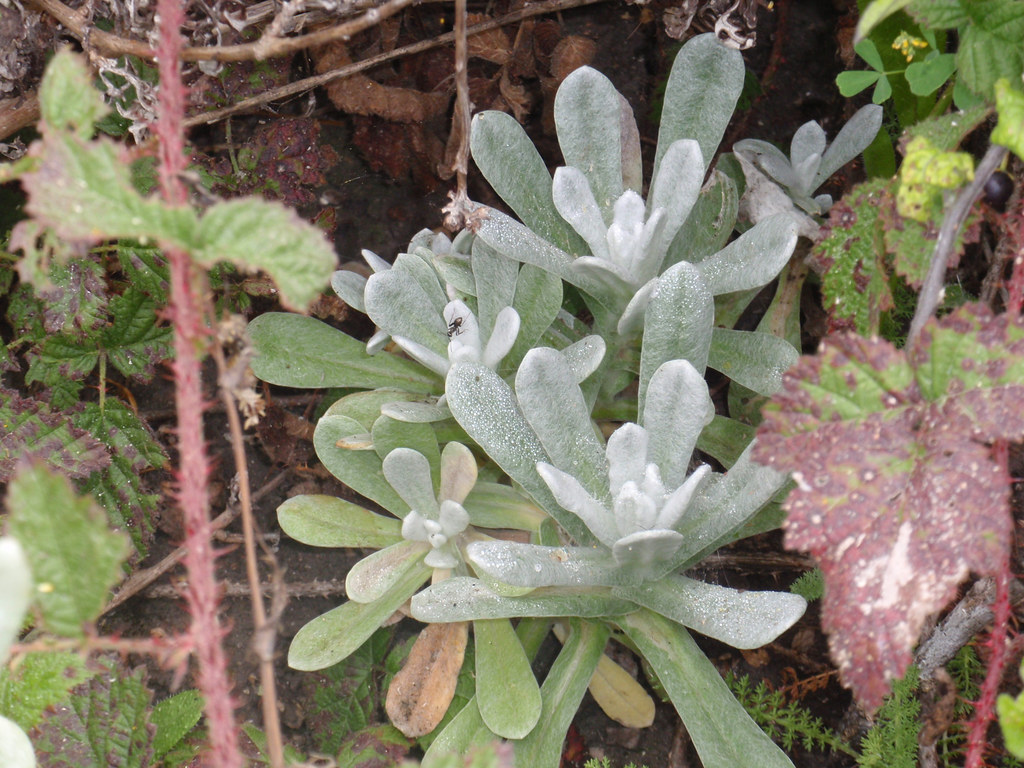 Asteraceae Pseudognaphalium stramineum cottonbatting … Flickr