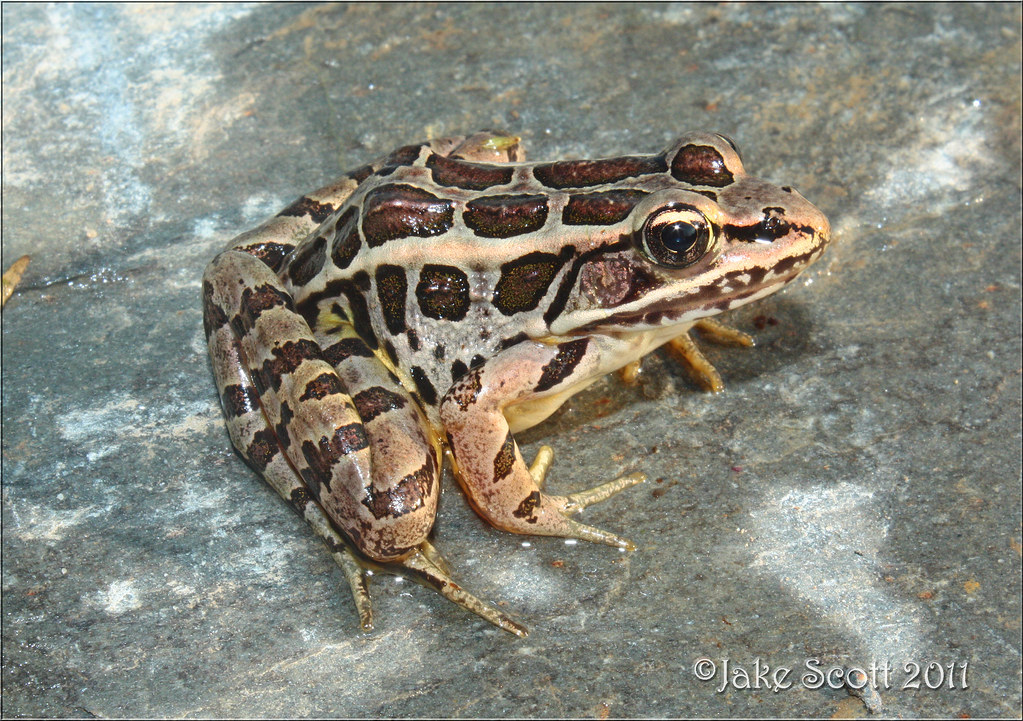 Pickerel Frog (Lithobates palustris) Pickerel Frog, Somers… Flickr