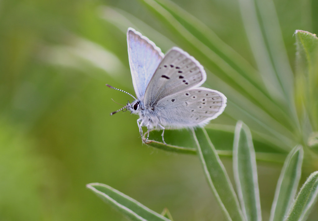 Fender's Blue Butterfly (Plebejus icarioides fenderi), adu… Flickr