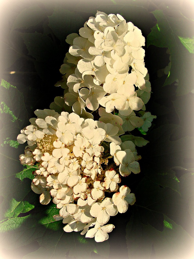 Flowers Cazenovia Park Buffalo, NY I took this at Cazenovi… Flickr