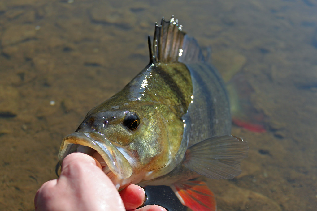Redfin Perch Michael Meiters Flickr