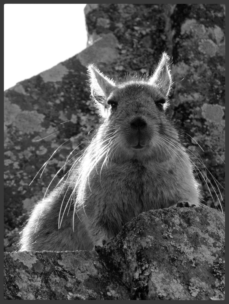 Chinchilla Oh Kaye Flickr