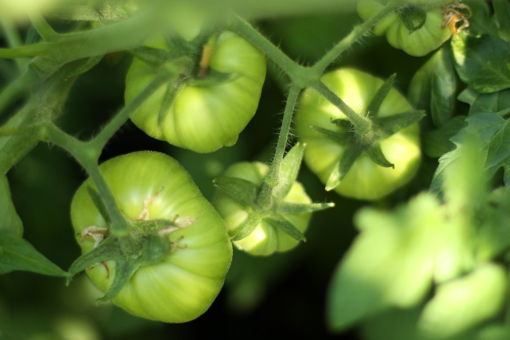 Tomato 'Silvery Fir Tree' Mmmm! Meighan Flickr