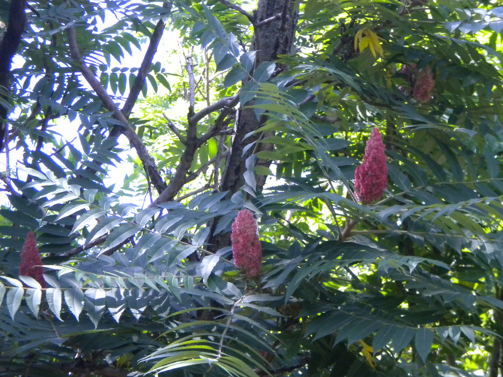 Sumac Sumac growing along the Puddlejumper Trail in Alton,… Flickr