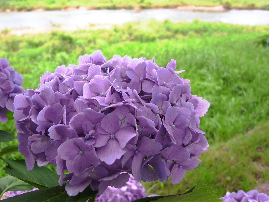 purple upjohn_freak Flickr