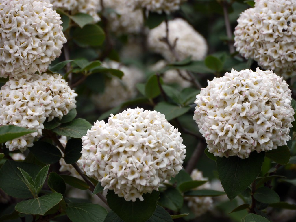 Prague Viburnum Garfield Park Conservatory, Chicago, IL Katherine