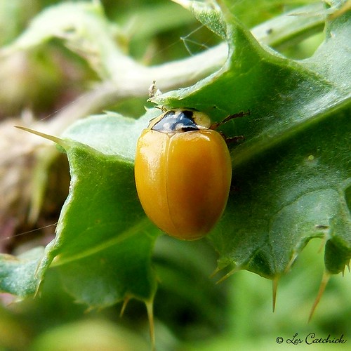 Ladybird without spots (variation of Harmonia axyridis H… Flickr