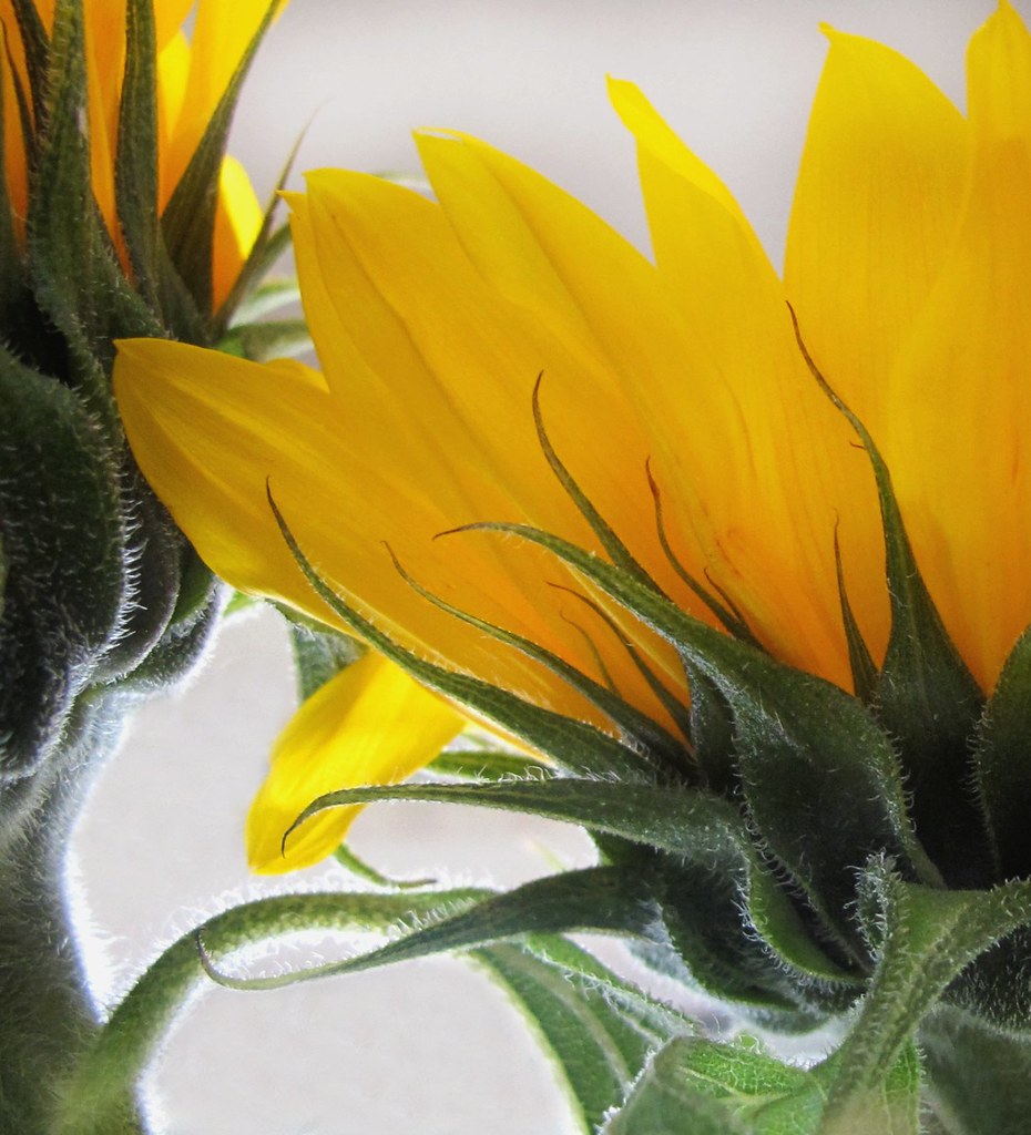 Sunflowers for Abby Edinburgh Nette Flickr