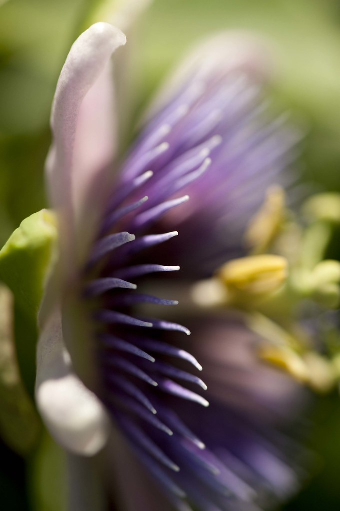 passion flower Passiflora 'Blue Bouquet' Photo by Ivo M. V… Flickr
