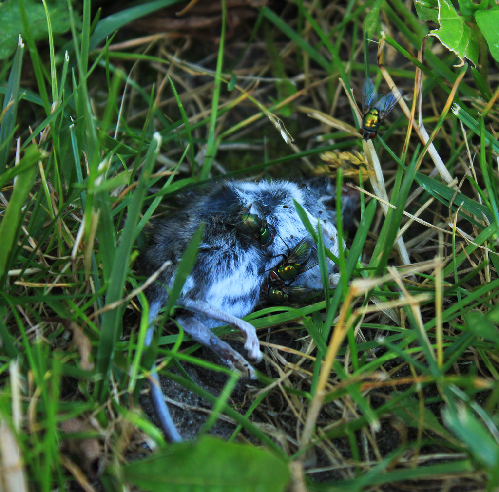 Dead mouse 1A Dead mouse and flies found on our lawn. July… Jakob