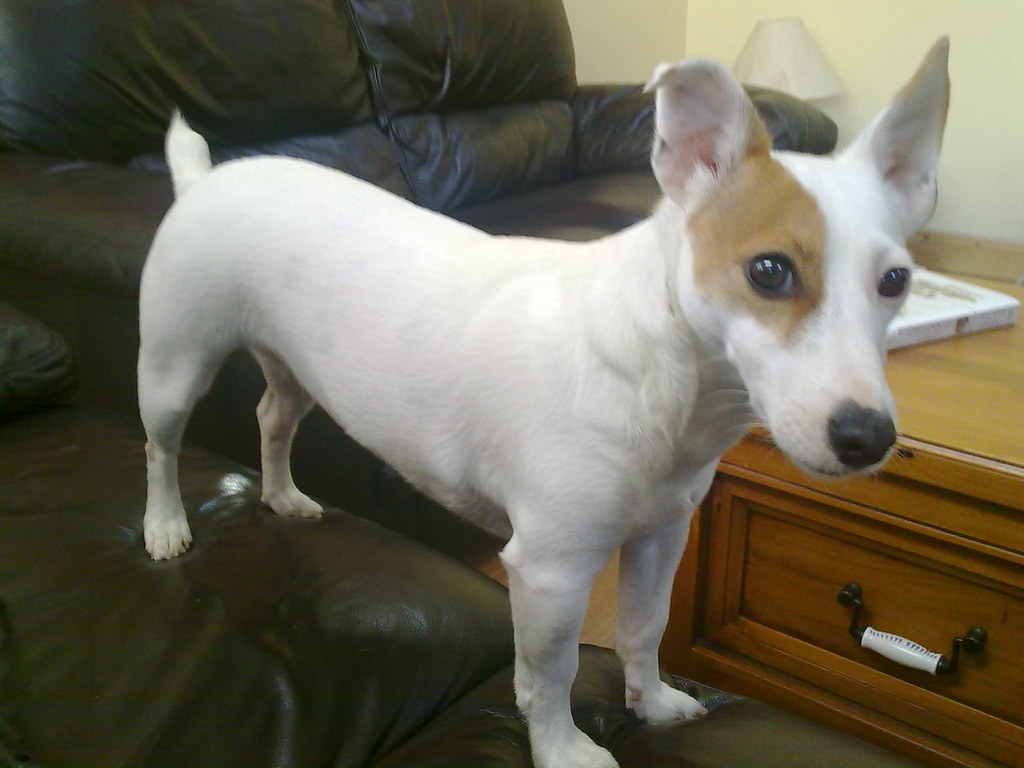 Jack Russell terrier Jack Russell terrier, originally bred… Flickr