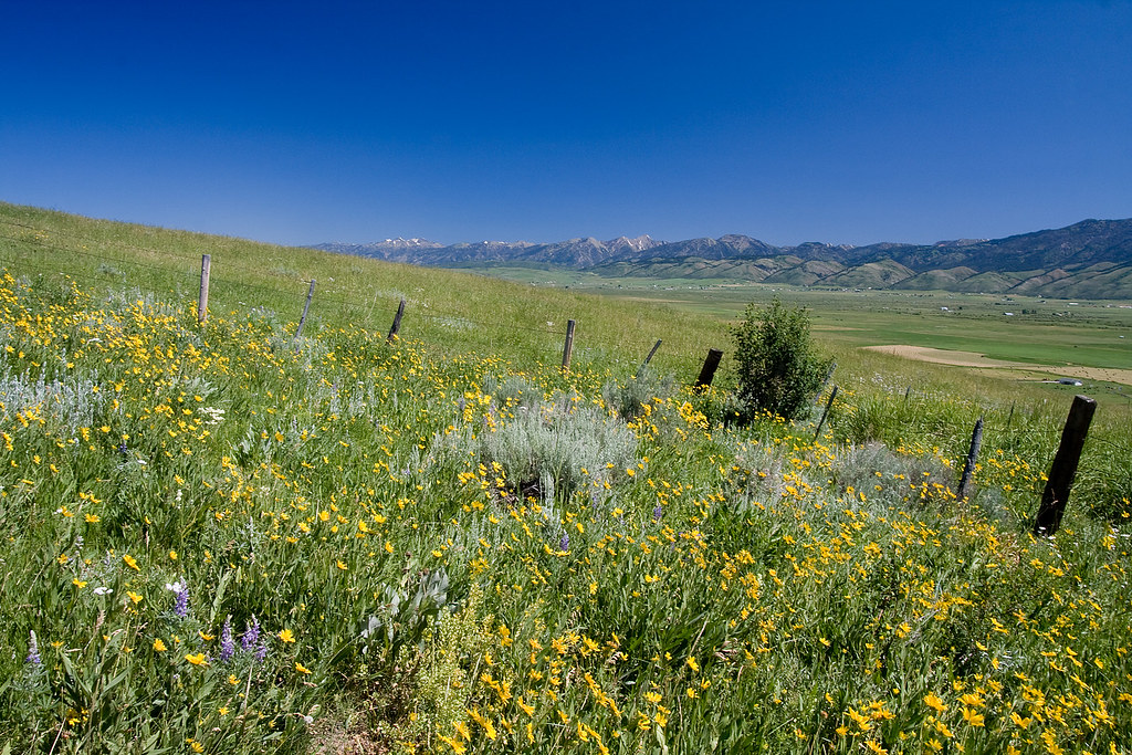Wild Flowers in Wyoming No.2 Another shot of the wonderful… Flickr