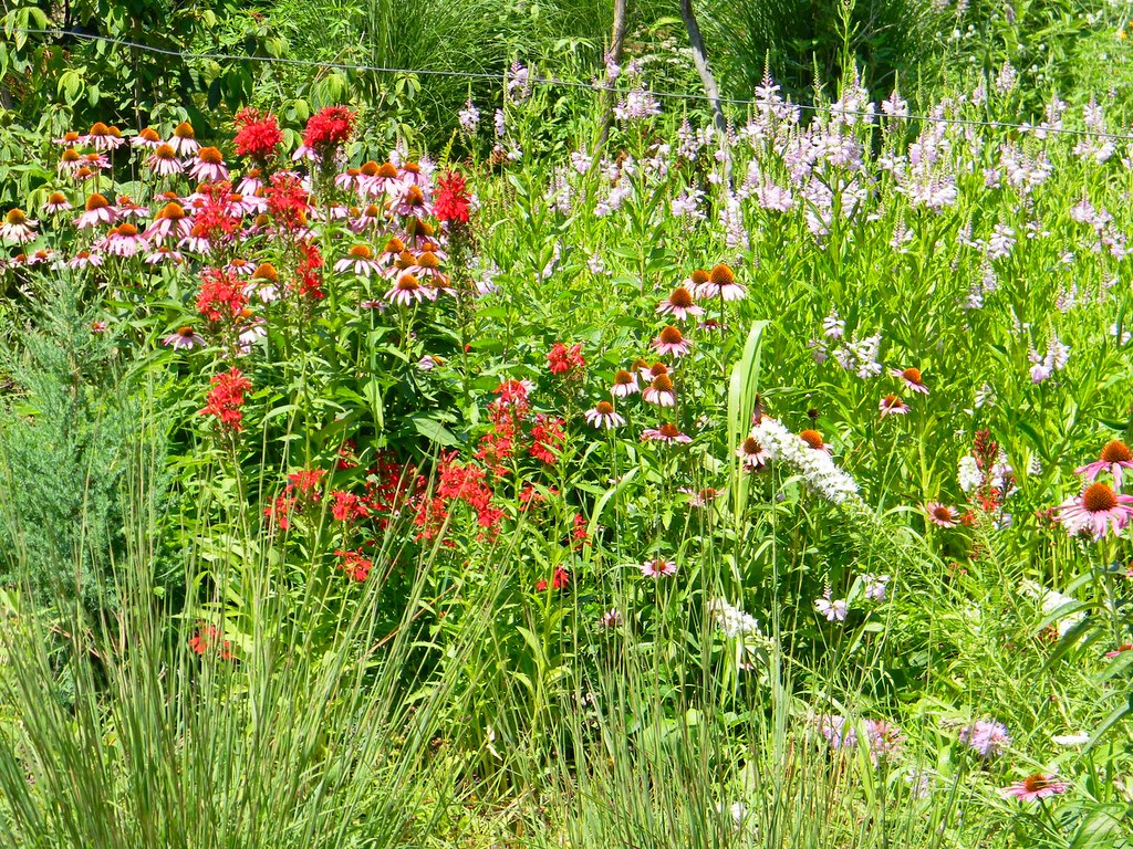 2008.08.004 my wildflower garden in north barrington, IL a… Flickr