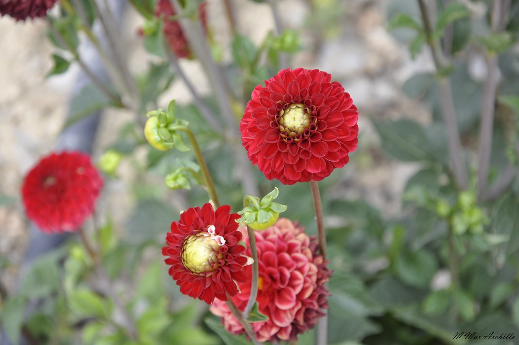 Adalia flower M.Mfotos Flickr