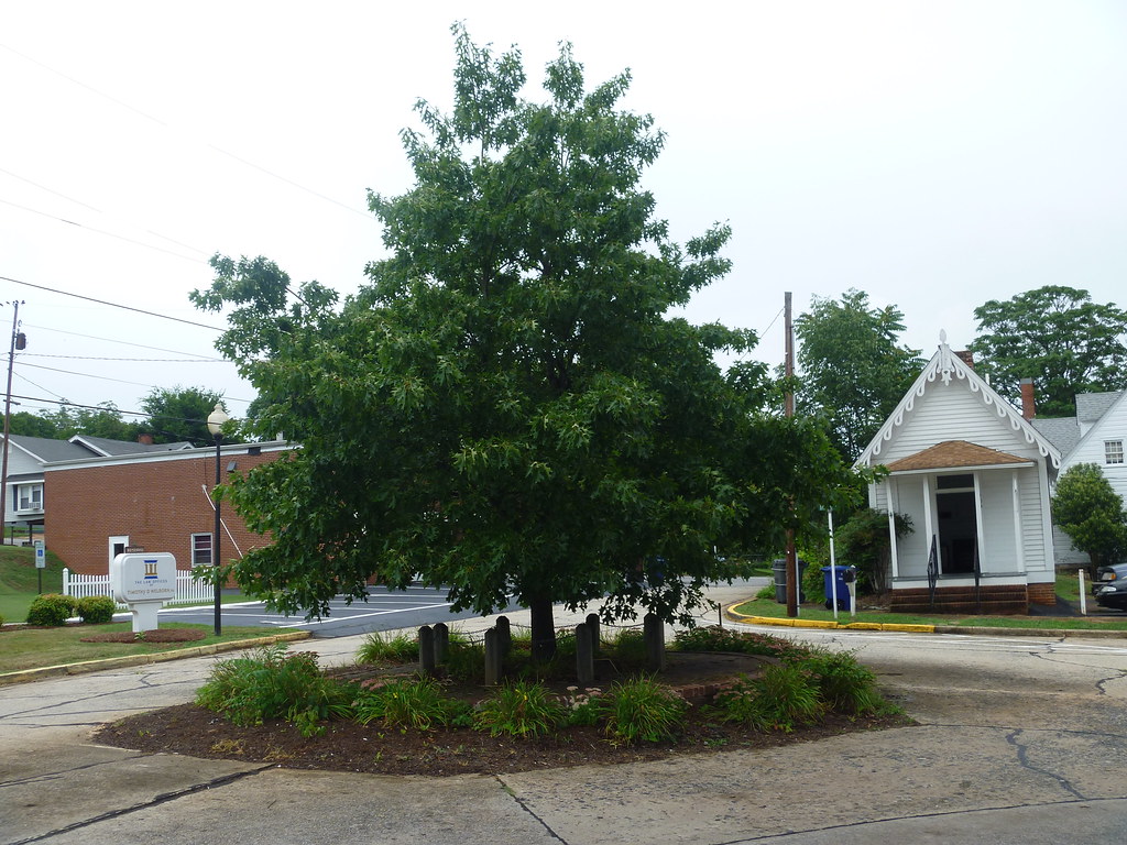 The Tory Oak, Wilkesboro NC Located Behind the old Wilkes … Flickr