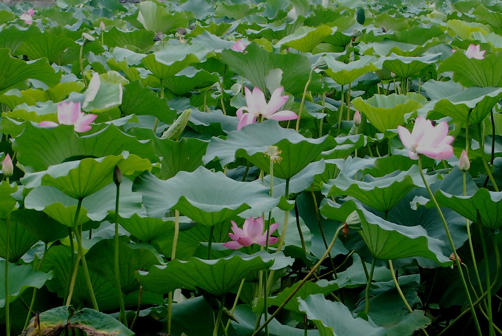 lotus It's lotus season! They grow all around the edge of … Flickr