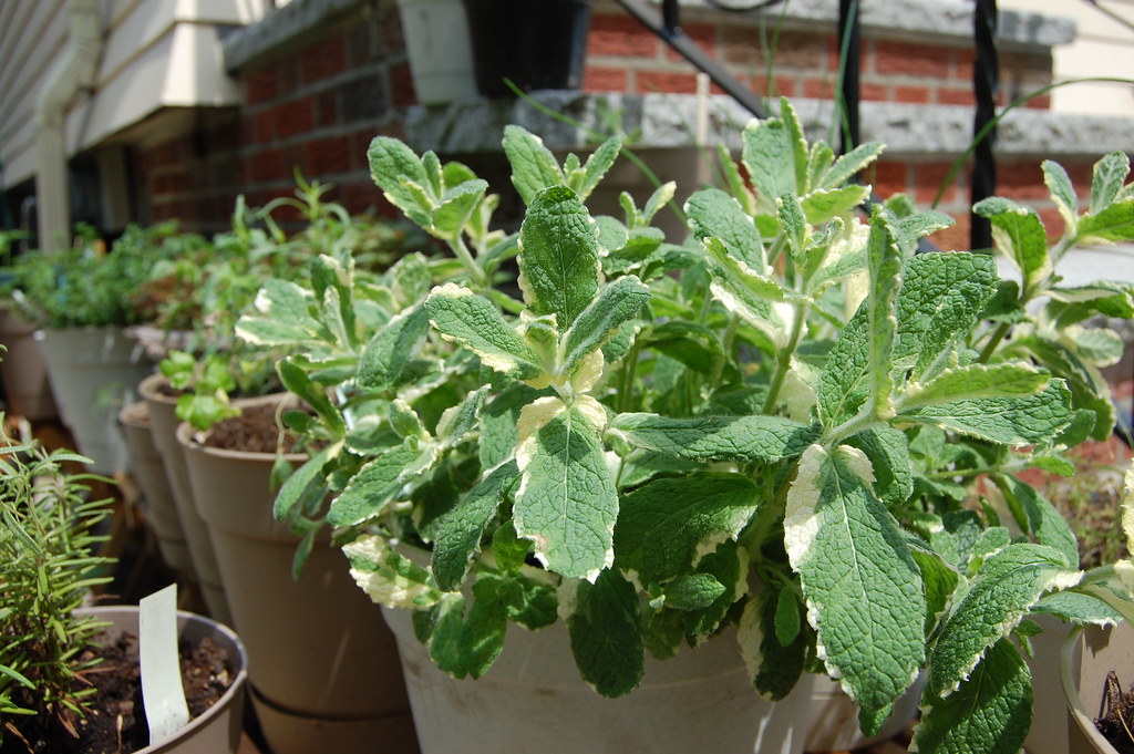 Pineapple Mint This pineapple mint grows like crazy, and i… Flickr