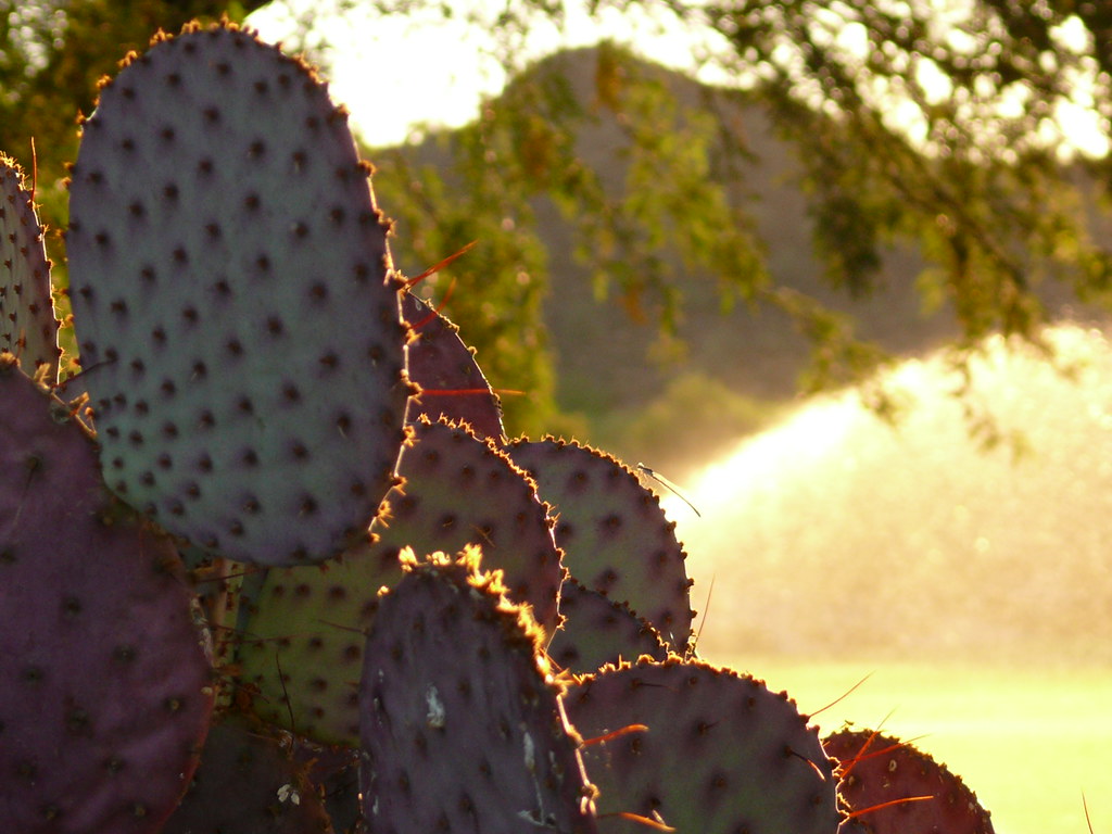 Phoenix, Arizona 2011 Stetson Hills marada Flickr