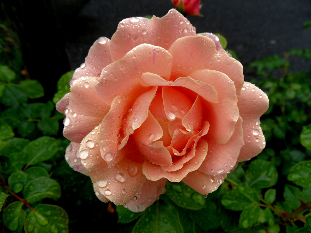 Larmes de rose Mignonne, allons voir si la rose Qui ce mat… Flickr