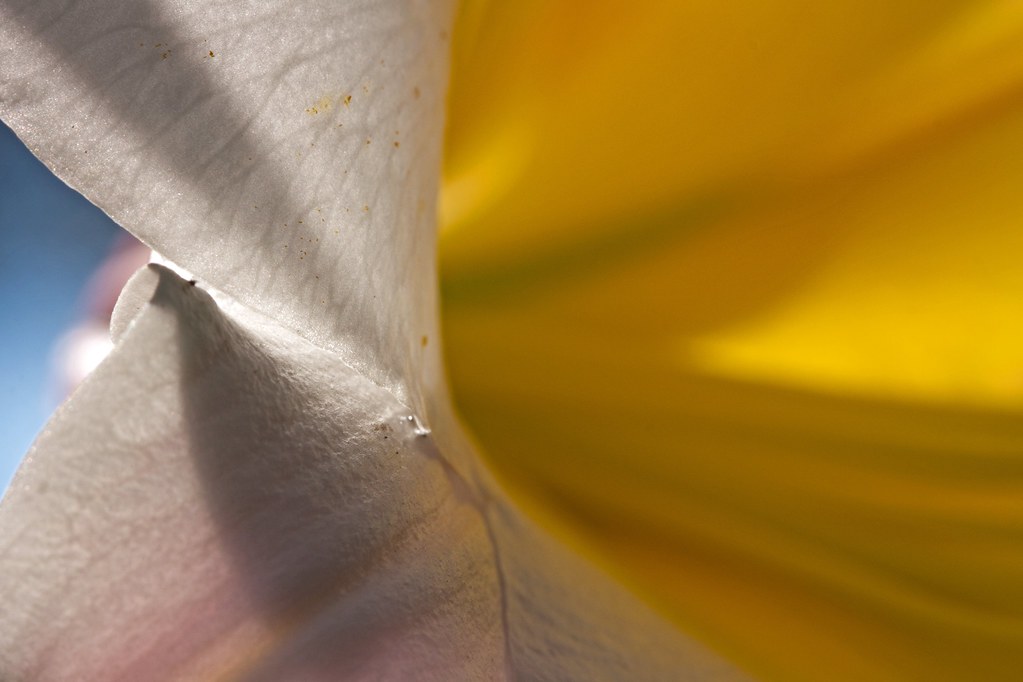 Lily Denver Botanic Gardens Michael LevineClark Flickr