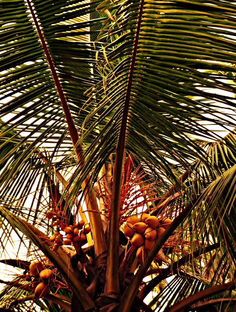 Nature's Bounties...from Kerala, Land of Coconut Trees Flickr