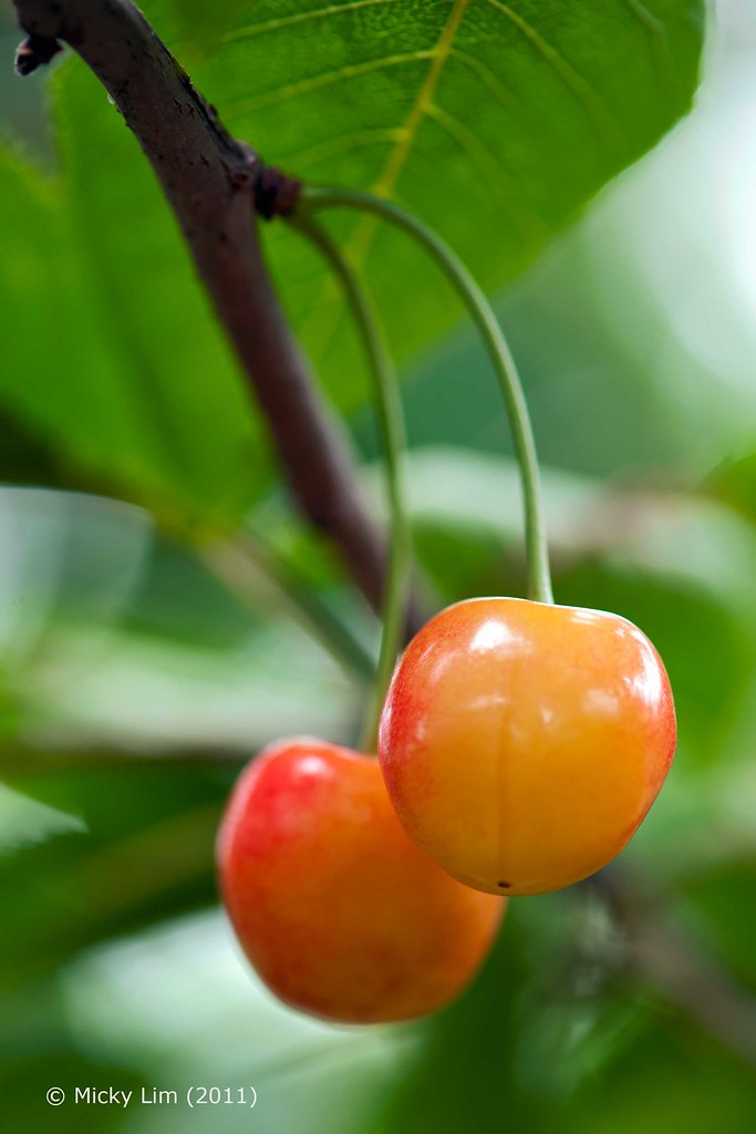 MIC_1049a All you can pick/eat cherries at a fruit farm … Flickr
