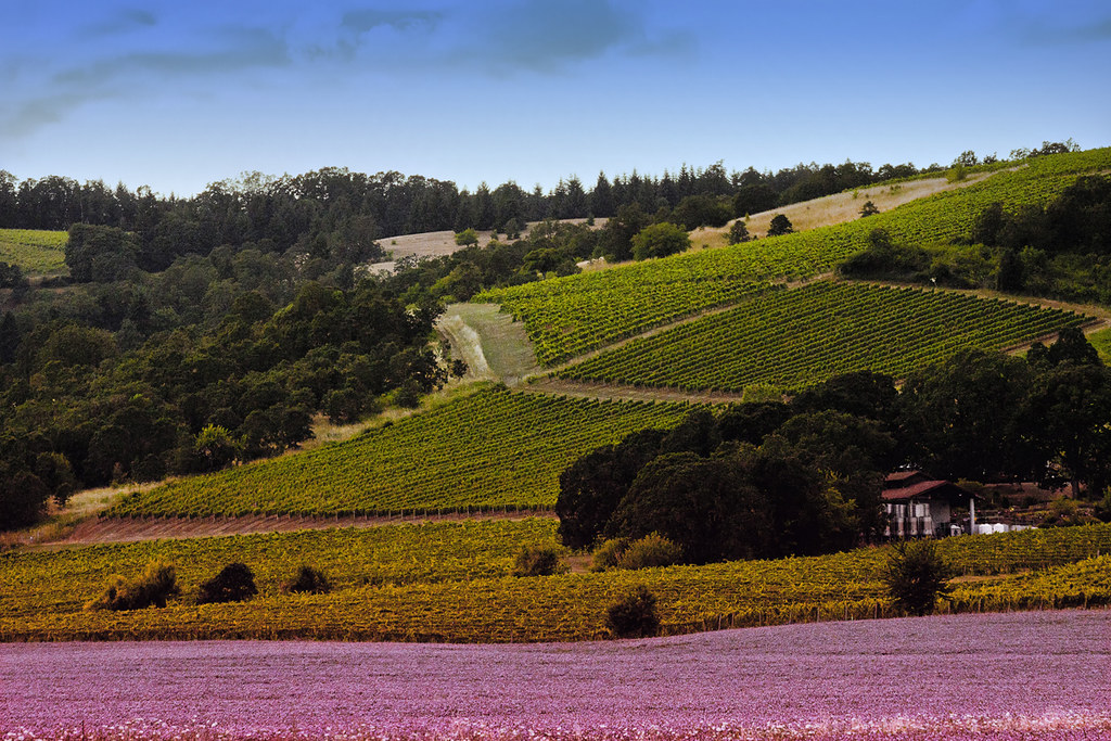 Clover fields and vineyards Oregon, USA Whymilikethis? Flickr