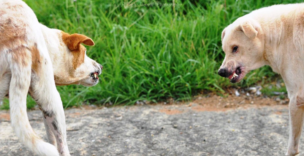 Why Do Dogs Fight Over Food