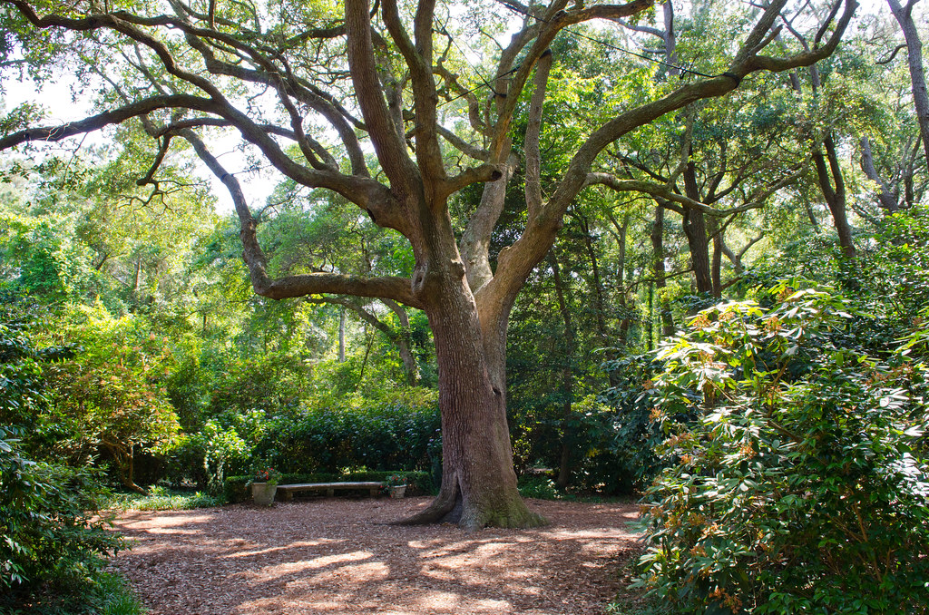 Elizabethan Gardens Ancient Live Oak tree Craig Fildes Flickr
