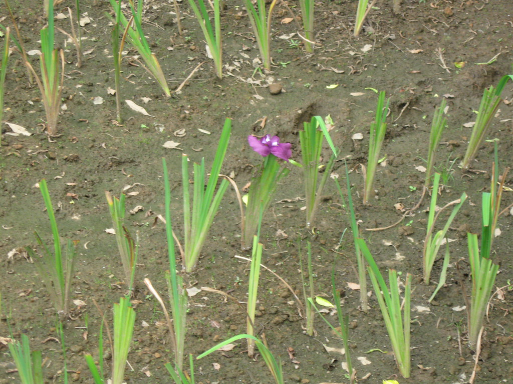 IMG_1528 Almost all nonblooming flowers. jasonmac87 Flickr