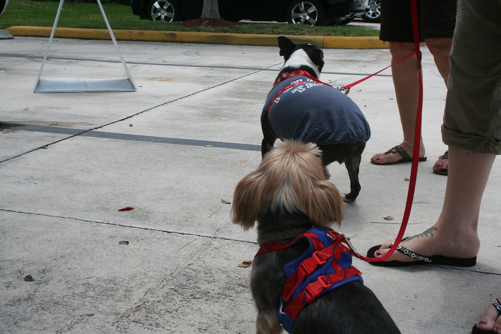 Ed Morse Sawgrass Auto Mall American Humane Society 046 Flickr