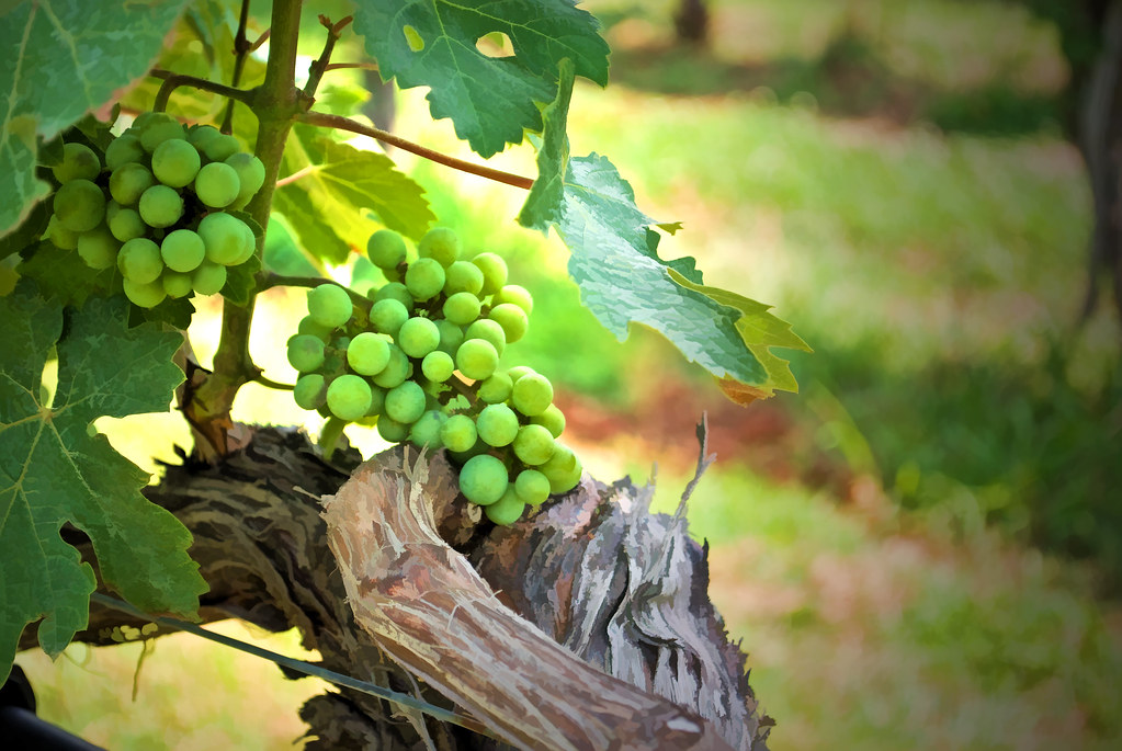 STOMP Grapes on the vine. From a NJ shore vineyard. Sally Kady Flickr