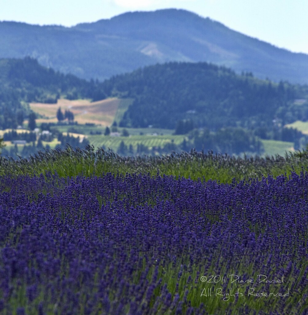 Hood River Valley Lavender Lavender Valley Farm, Hood Rive… Flickr