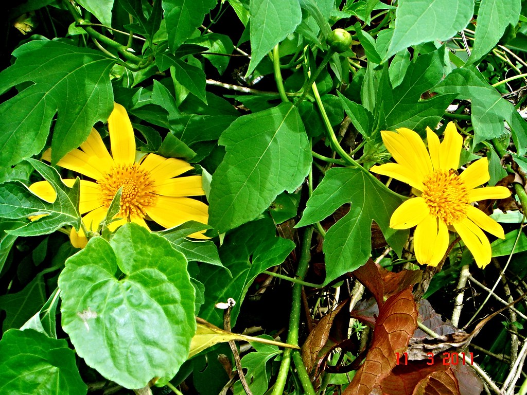 Tithonia diversifolia (Hemsl.) A.Gray Jeniang, Kedah