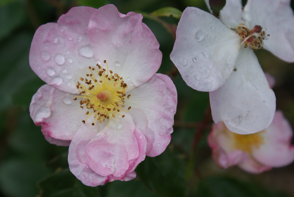 Flowers Coventry City Council Flickr