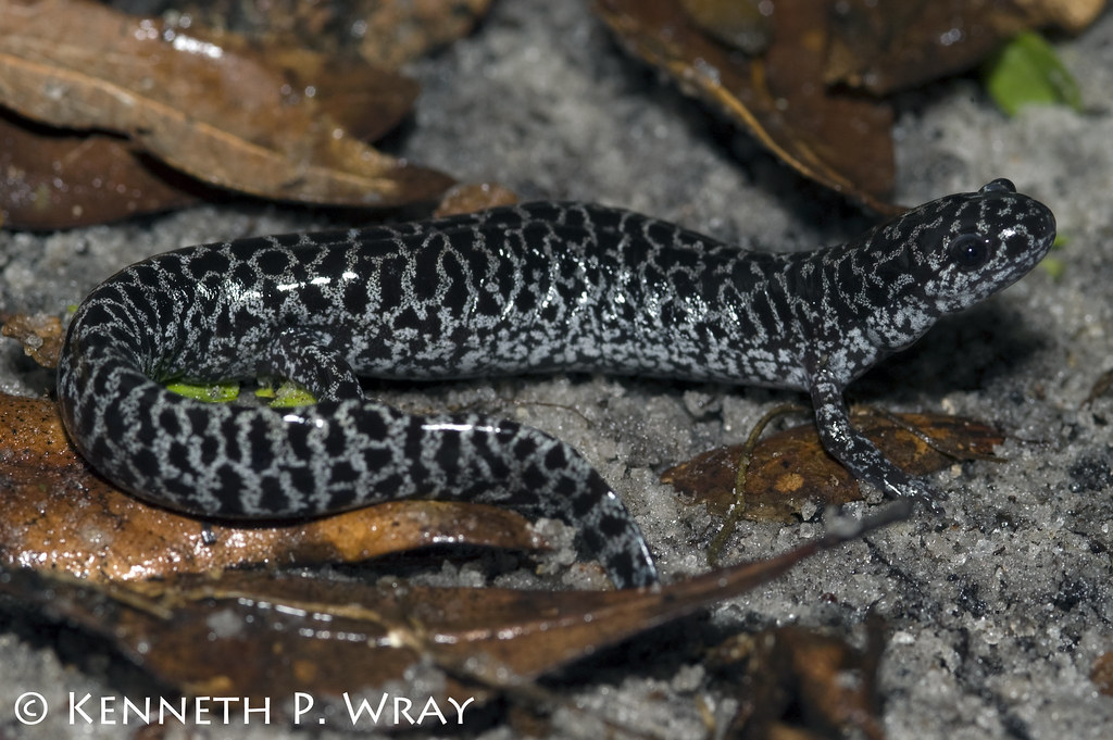 Ambystoma cingulatum (Frosted Flatwoods Salamander) Flickr