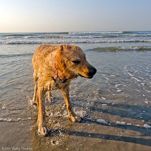 Dog Days of Summer on Galveston Island Scenes from around … Flickr