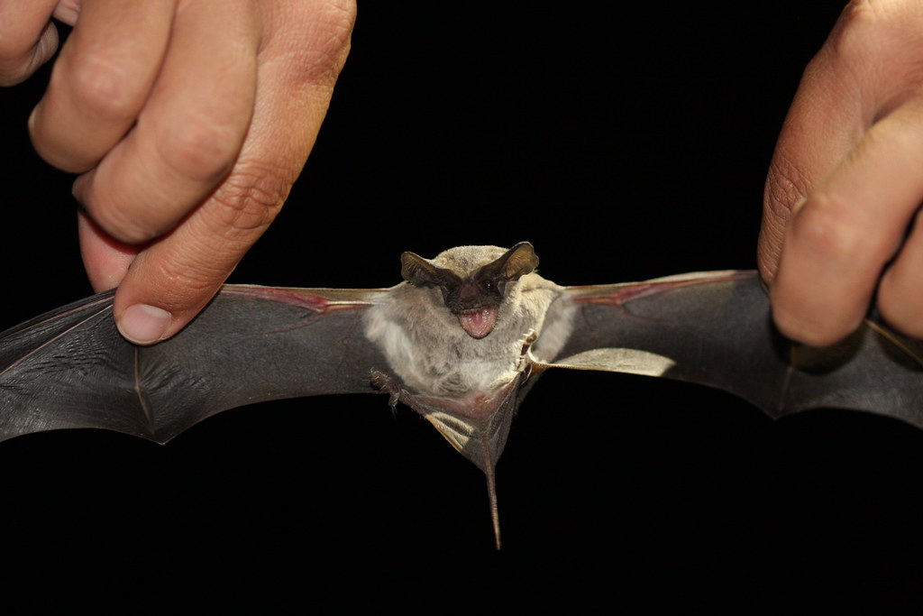 Mexican Freetailed Bat (Tadarida brasiliensis mexicanus) Flickr