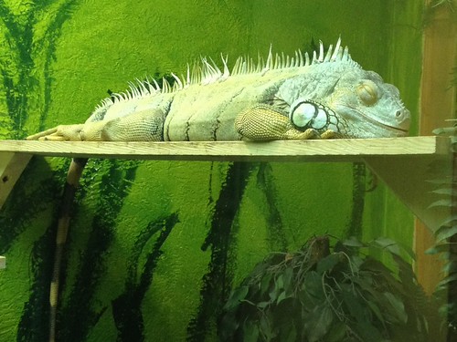 Sleeping Lizard At Winking Lizard Tavern...do cute! Amarand Agasi