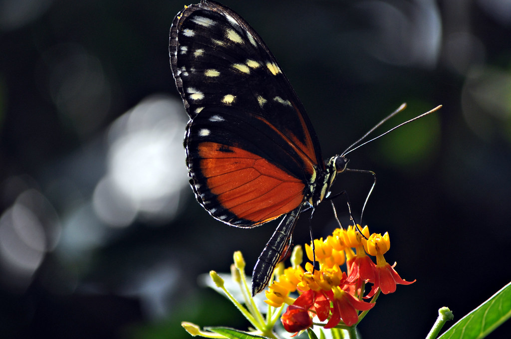 Carleton University Butterfly Exhibit 2011 Flickr