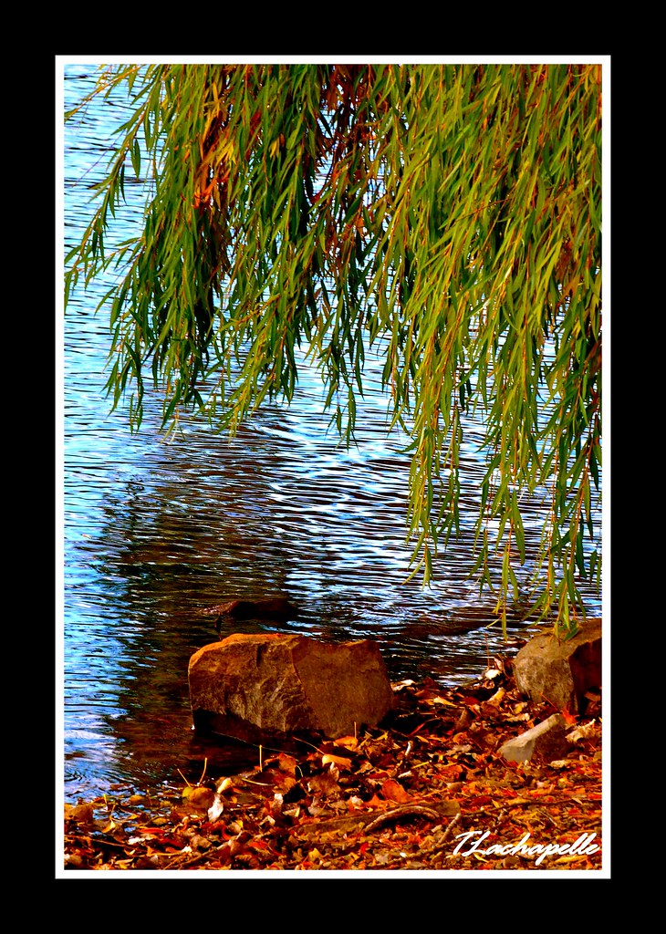 Flickriver Photoset 'Baie d'Urfé, Qc' by Thierry Lachapelle