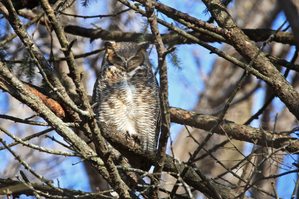 Greathorned owl at Minnesota Valley National Wildlife Ref… Flickr