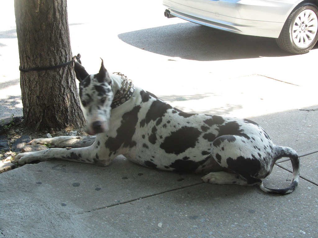Spotted Great Dane in repose Roebling rowan5 Flickr