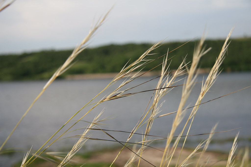 Grasses at Des Lacs National Wildlife Refuge Need and thre… Flickr