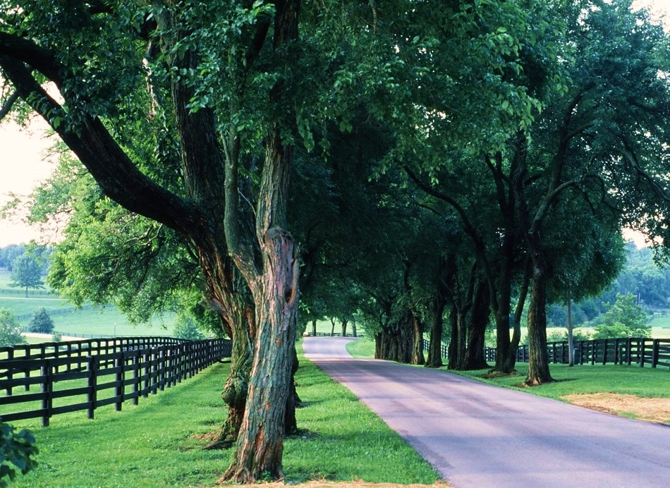 Pisgah Pike, Lexington Kentucky Best viewed large. One of … Flickr