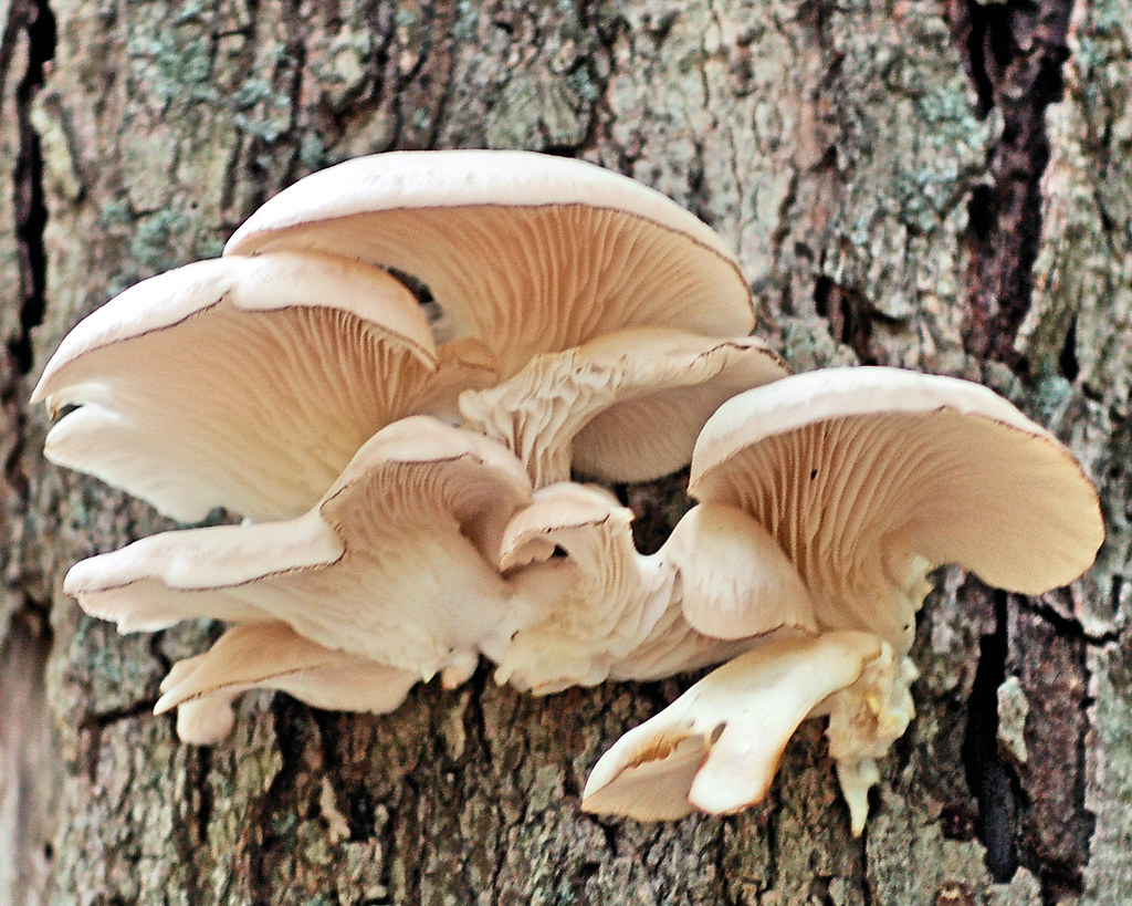 Pleurotus ostreatus The Oyster Mushroom a photo on Flickriver